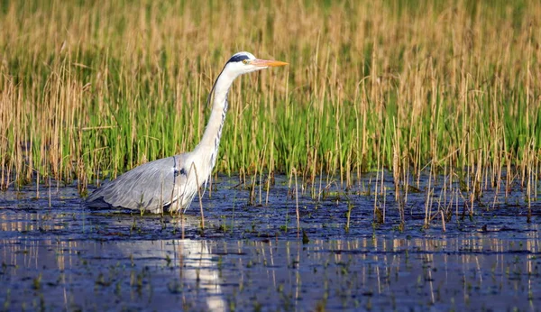 Reiger, ardea cinerea, in een vijver — Stockfoto