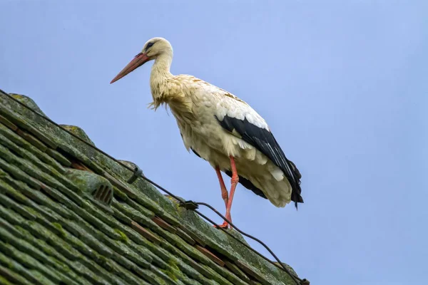 Cigüeña blanca europea, ciconia —  Fotos de Stock