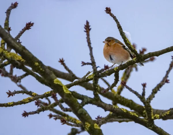 Male common chaffinch bird, fringilla coelebs — Stock Photo, Image