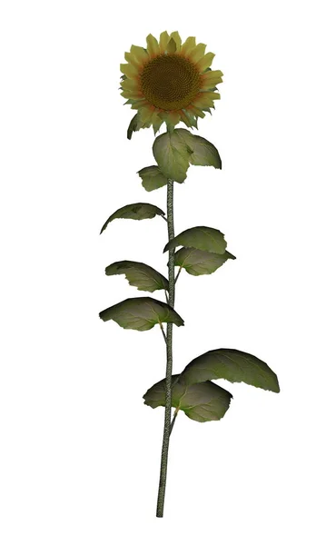 Old golden sunflower - 3D render — Stock Photo, Image