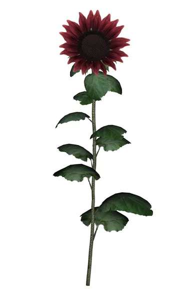 Red sunflower - 3D render — Stock Photo, Image