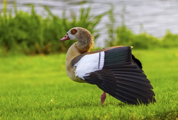 Ganso egipcio, Alopochen aegyptiacus — Foto de Stock