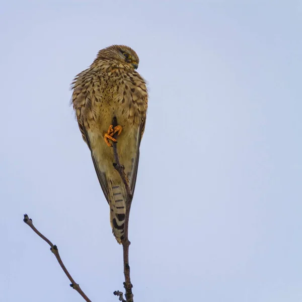 Feminino kestrel comum, falco tinnunculus — Fotografia de Stock