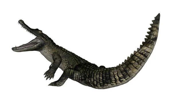 Caiman roaring up - 3D render — Stock Photo, Image