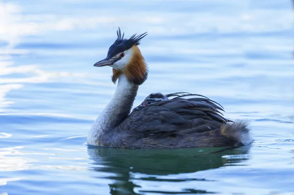 Crested grebe, podiceps cristatus, pato e bebê — Fotografia de Stock