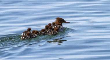 Kadın goosander, mergus merganser ve bebekler