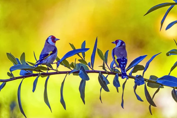 Twoe uropean Saka kuşu kuşlar, carduelis carduelis — Stok fotoğraf