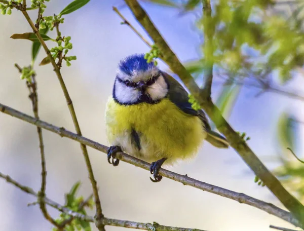 ユーラシア青シジュウカラ、cyanistes caeruleus — ストック写真