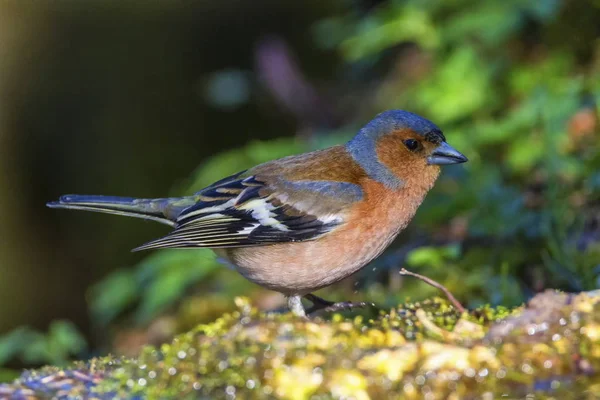 Male common chaffinch bird, fringilla coelebs — Stock Photo, Image