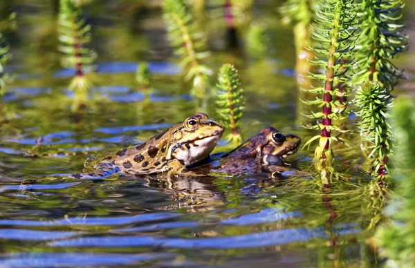 Kikker paring in een vijver — Stockfoto