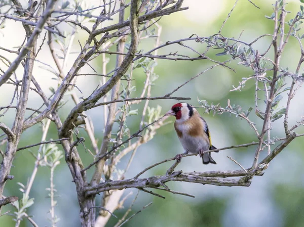 Europeu Goldfinch, Carduelis carduelis — Fotografia de Stock