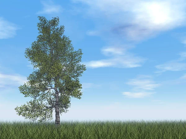 白桦树-3d 渲染 — 图库照片
