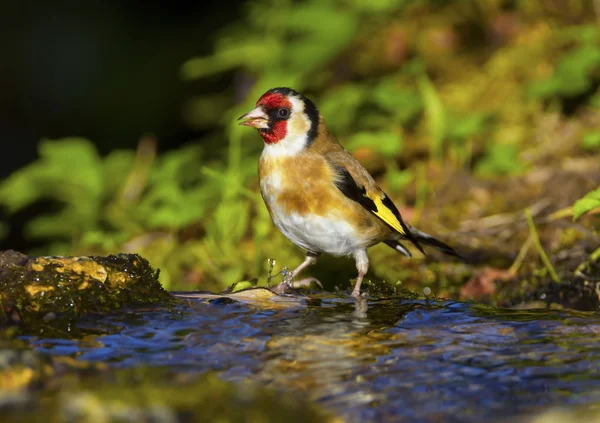 Europeu Goldfinch, Carduelis carduelis — Fotografia de Stock