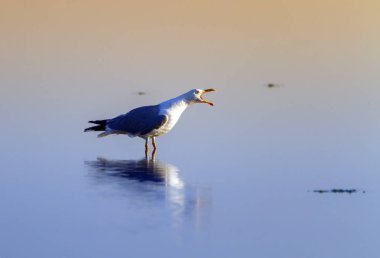 Martı şarkı su, Camargue, Fransa