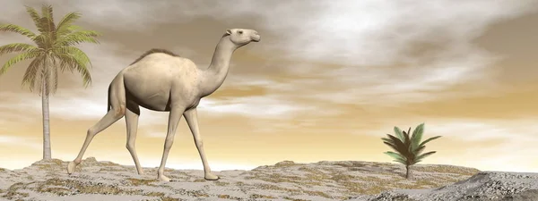 Camel andando - renderização 3D — Fotografia de Stock