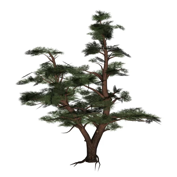 Árbol de pino - 3D render —  Fotos de Stock