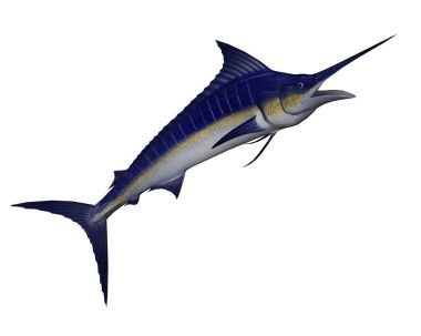 Marlin balığı - 3d render atlamak
