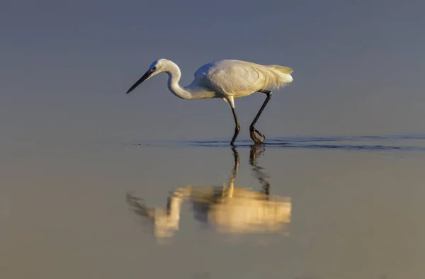 Little egret, egretta garzetta, Camargue, France — Stock Photo, Image