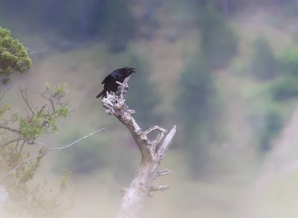 Carrion crow, corvus corone singing — Stock Photo, Image