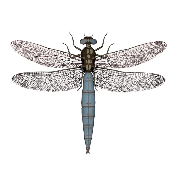 Ängstrollslända dragonfly - 3d render — Stockfoto