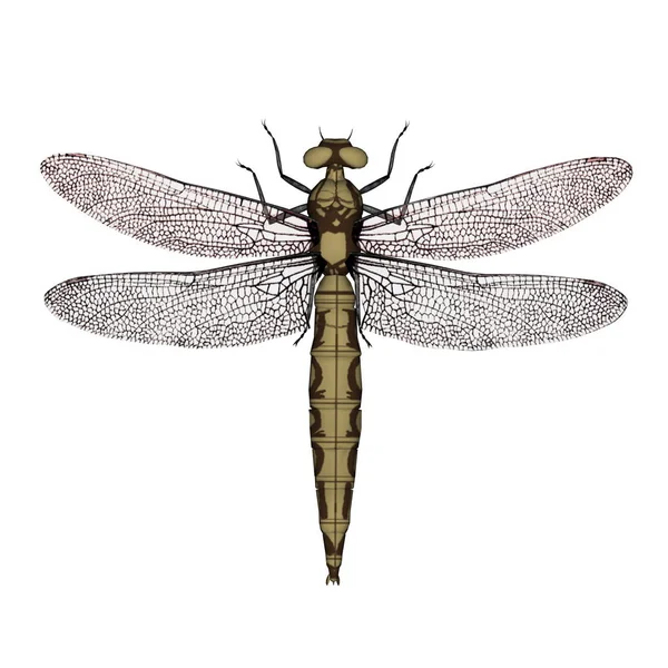 Orthetrum dragonfly female - 3D render — Stock Photo, Image