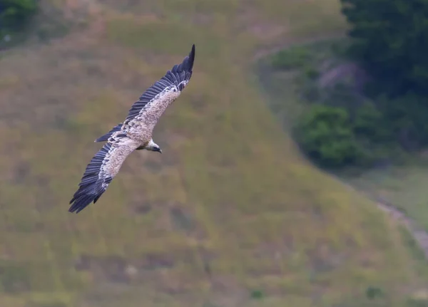 Griffon vulture flying, Drome provencale, France — Stockfoto