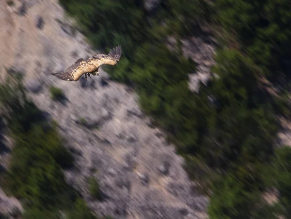 Griffon Vulture flying, Drome provencale, France — стоковое фото