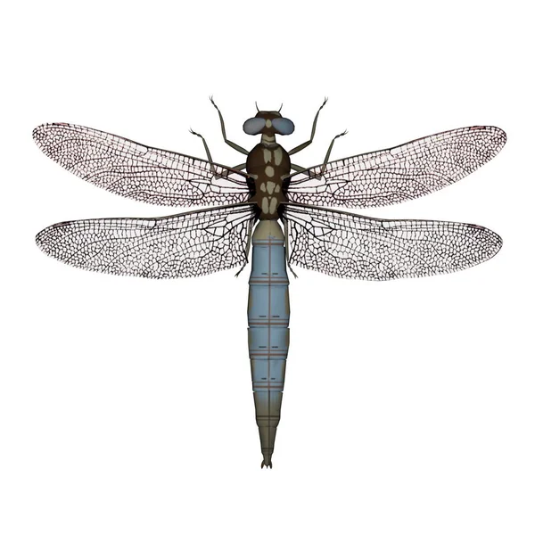 Dragonfly - 3d render — Zdjęcie stockowe