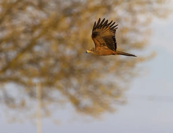 Falcão kestrel fêmea comum, falco tinnunculus, voando — Fotografia de Stock