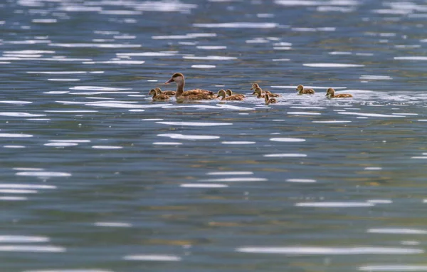 Pato Pochard, anas platyrhynchos e bebês — Fotografia de Stock