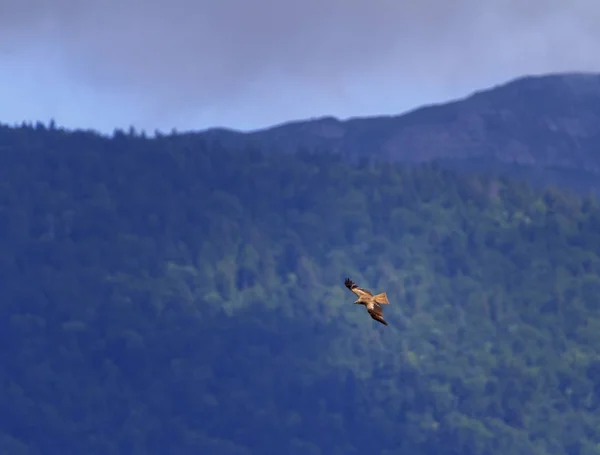 Common buzzard bird, Geneva, Switzerland — Stock Photo, Image