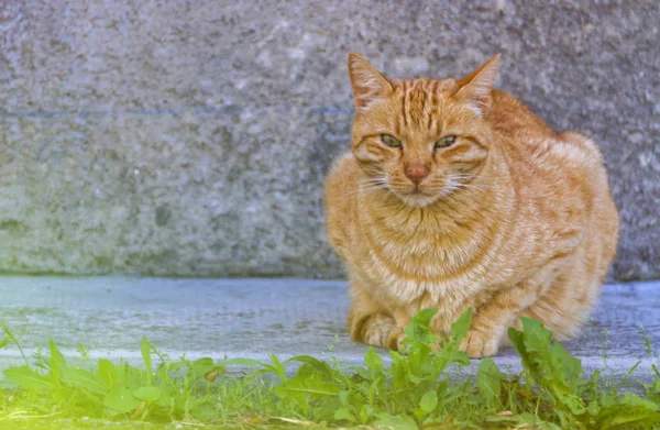 红猫放松 — 图库照片