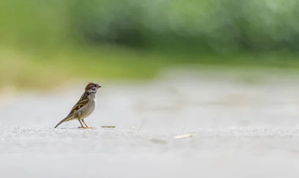 Male sparrow on the ground — Stock Photo, Image