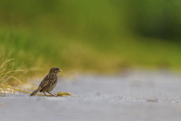 Female sparrow on the ground — Stock Photo, Image