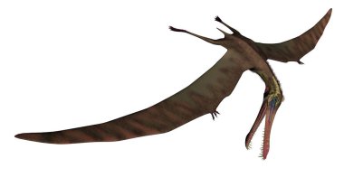 Anhanguera Tarih öncesi kuş - 3d render