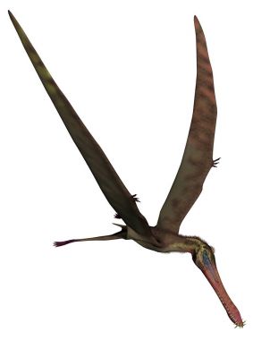 Anhanguera Tarih öncesi kuş - 3d render