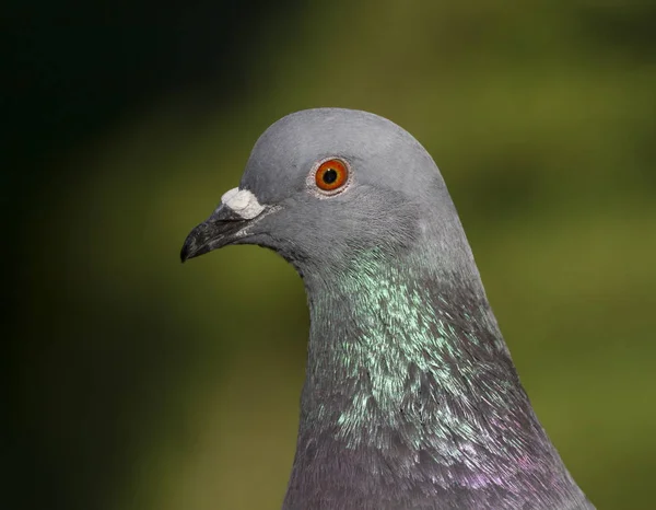 Tourterelle ou pigeon, Columba livia — Photo