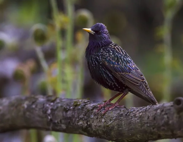 European or common starling, sturnus vulgaris — Stock Photo, Image