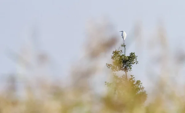 Volavka bílá, ardea alba, na stromě, Neuchatel, Švýcarsko — Stock fotografie