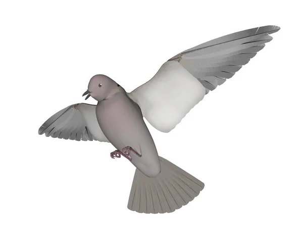 Vol de pigeon - rendu 3D — Photo