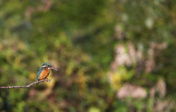 Eurasian, river or common kingfisher, alcedo atthis, Neuchatel, Switzerland — Stock Photo, Image