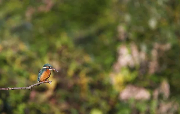 Avrasya, nehir veya ortak yalıçapkını, alcedo şuna, Neuchatel, İsviçre — Stok fotoğraf