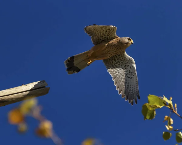 Europeiska, eurasiska, gemensamma eller gamla världen tornfalk, falco tinnunculus — Stockfoto