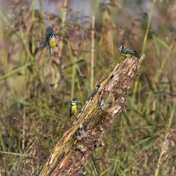 Ευρασιατική μπλε Στήθη, cyanistes caeruleus, Neucahtel, Ελβετία — Φωτογραφία Αρχείου