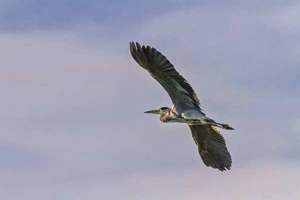 Airone grigio, ardea cinerea, volante, Ginevra, Svizzera — Foto Stock