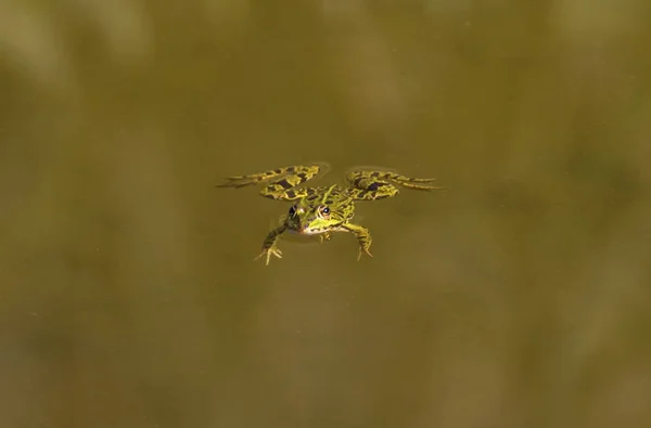 Frog swimming alone — Stock Photo, Image