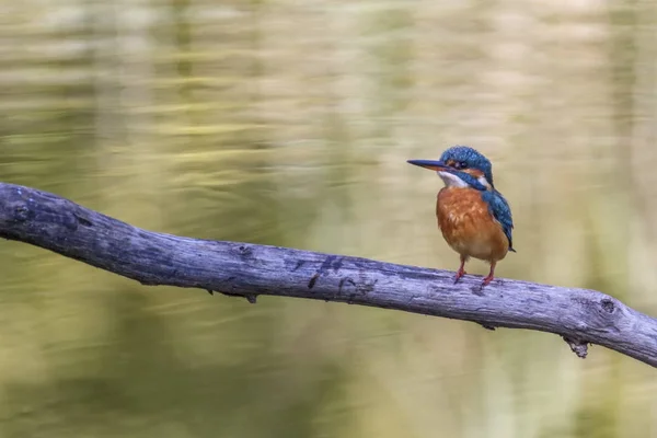 Euroasijských, řeky nebo ledňáček, alcedo atthis, Neuchatel, Švýcarsko — Stock fotografie