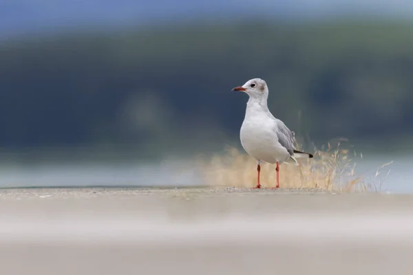 Gaivota de cabeça preta, chroicocephalus ridibundus, no chão — Fotografia de Stock