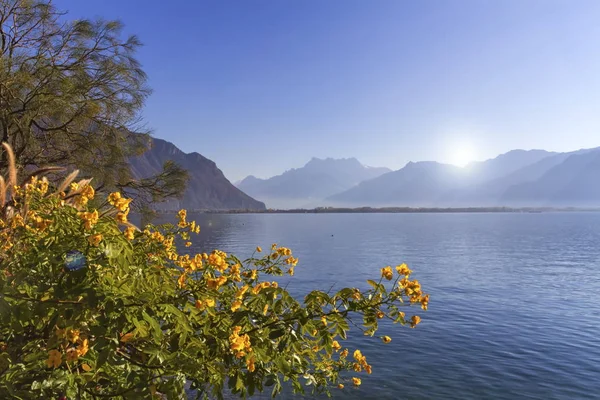 Květiny na Ženevské jezero, Montreux, Švýcarsko — Stock fotografie