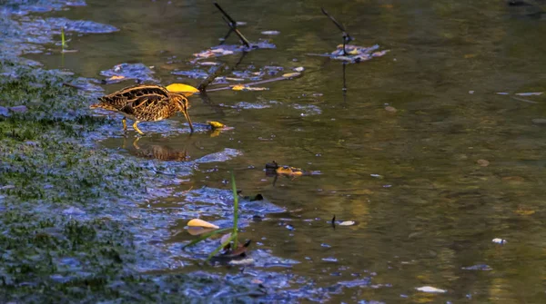 Common snipe, gallinago gallinago, Geneva, Switzerland — Stock Photo, Image